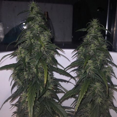 Unknown strain growlog timeline photo