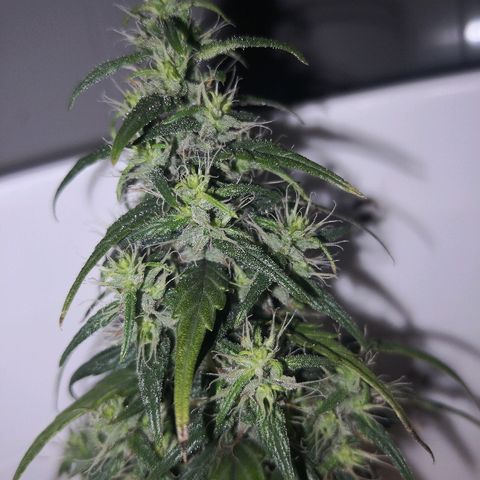 Unknown strain growlog timeline photo