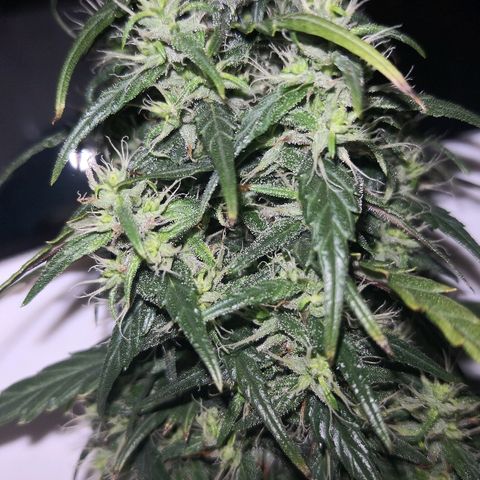 Unknown strain growlog timeline photo