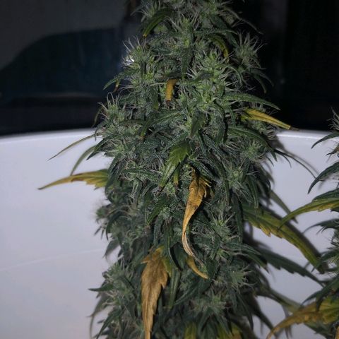 Unknown strain growlog timeline photo