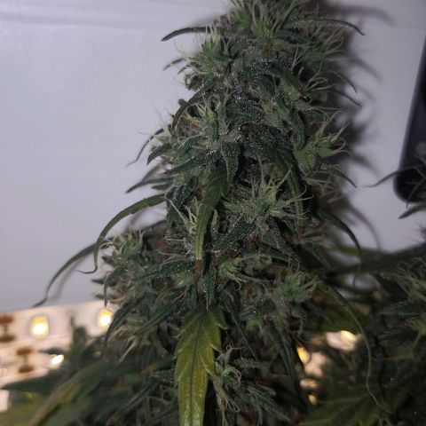 Unknown strain growlog timeline photo