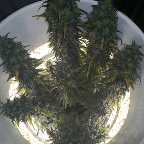 Unknown strain growlog timeline photo