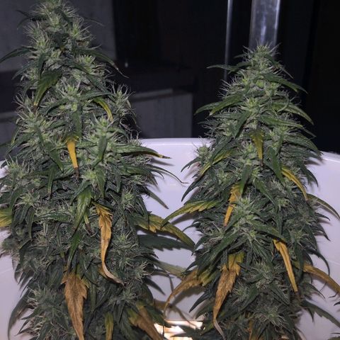 Unknown strain growlog timeline photo