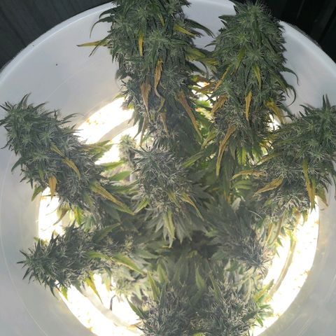 Unknown strain growlog timeline photo