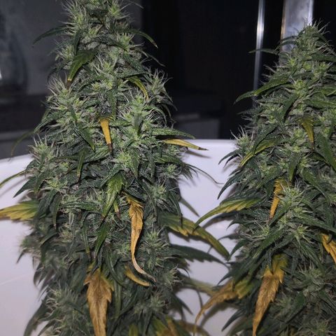 Unknown strain growlog timeline photo