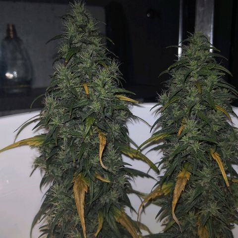 Unknown strain growlog timeline photo
