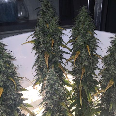 Unknown strain growlog timeline photo