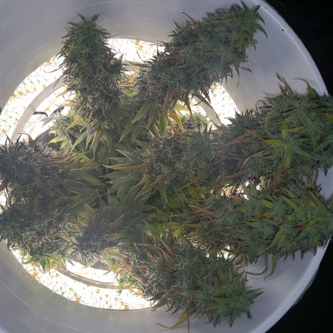 Unknown strain growlog photo: Getting close. Also slowly dying.  Which will win? Moved yesterday for inspection. Slight light interruption 