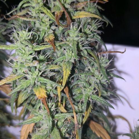 Unknown strain growlog photo: Getting close. Also slowly dying.  Which will win? Moved yesterday for inspection. Slight light interruption 