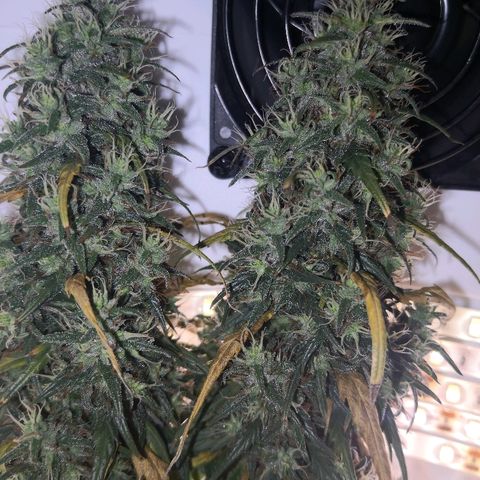 Unknown strain growlog photo: Getting close. Also slowly dying.  Which will win? Moved yesterday for inspection. Slight light interruption 
