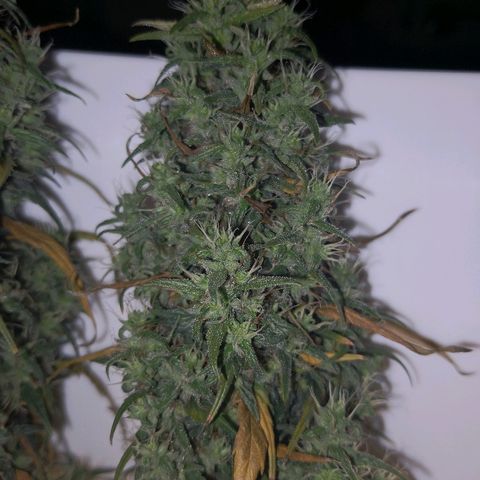 Unknown strain growlog photo: Getting close. Also slowly dying.  Which will win? Moved yesterday for inspection. Slight light interruption 