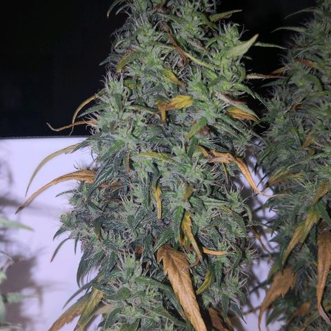 Unknown strain growlog photo: Getting close. Also slowly dying.  Which will win? Moved yesterday for inspection. Slight light interruption 