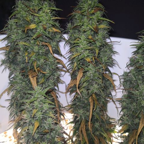 Unknown strain growlog photo: Getting close. Also slowly dying.  Which will win? Moved yesterday for inspection. Slight light interruption 