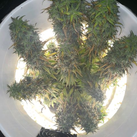 Unknown strain growlog photo: Getting close. Also slowly dying.  Which will win? Moved yesterday for inspection. Slight light interruption 