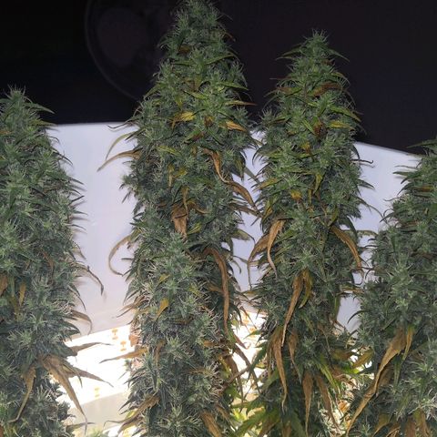 Unknown strain growlog photo: Getting close. Also slowly dying.  Which will win? Moved yesterday for inspection. Slight light interruption 