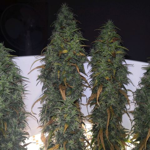 Unknown strain growlog photo: Getting close. Also slowly dying.  Which will win? Moved yesterday for inspection. Slight light interruption 