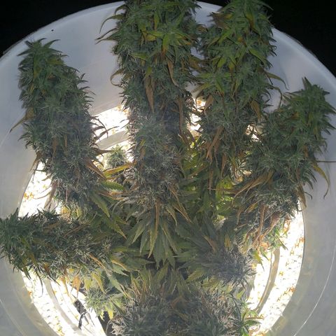 Unknown strain growlog photo: Getting close. Also slowly dying.  Which will win? Moved yesterday for inspection. Slight light interruption 