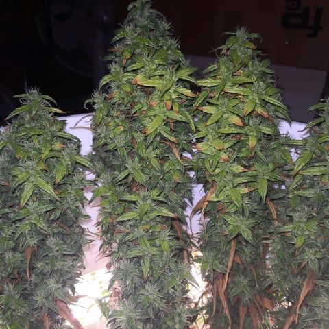 Unknown strain growlog timeline photo