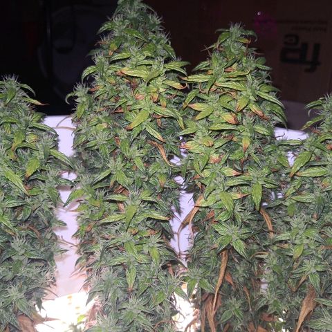 Unknown strain growlog timeline photo