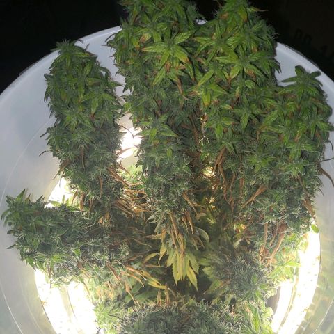 Unknown strain growlog timeline photo