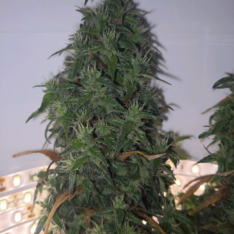 Unknown strain growlog timeline photo