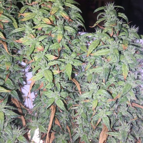 Unknown strain growlog timeline photo