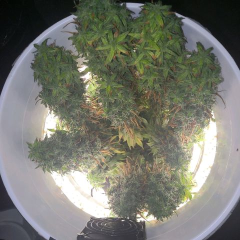 Unknown strain growlog timeline photo