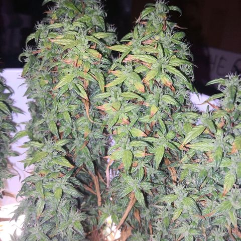 Unknown strain growlog timeline photo