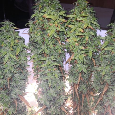 Unknown strain growlog timeline photo