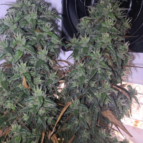 Unknown strain growlog timeline photo