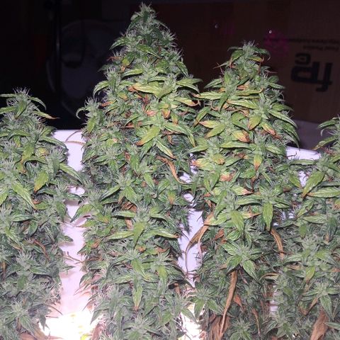 Unknown strain growlog timeline photo