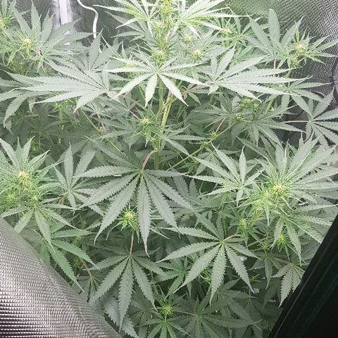 North Thunderfuck growlog timeline photo