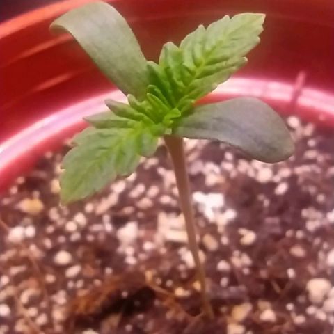 Wedding Cake 🍰 growlog timeline photo