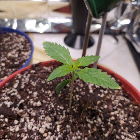 Wedding Cake 🍰 growlog timeline photo