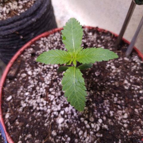 Wedding Cake 🍰 growlog timeline photo