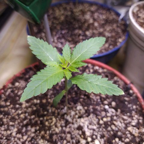 Wedding Cake 🍰 growlog timeline photo