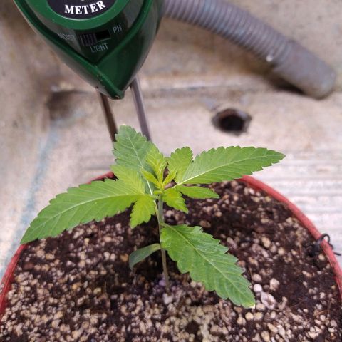 Wedding Cake 🍰 growlog timeline photo
