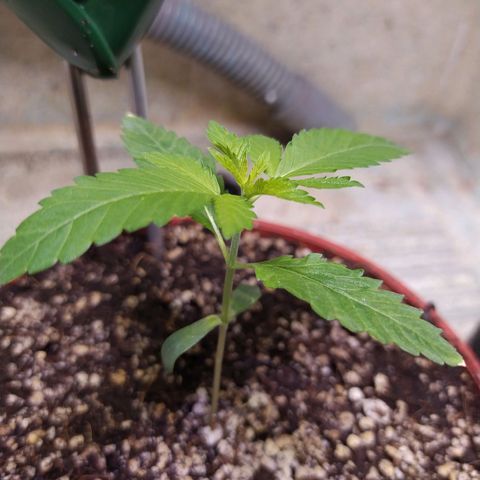 Wedding Cake 🍰 growlog timeline photo