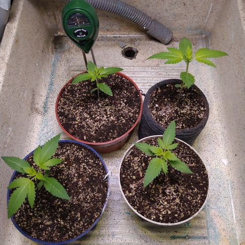 Wedding Cake 🍰 growlog timeline photo