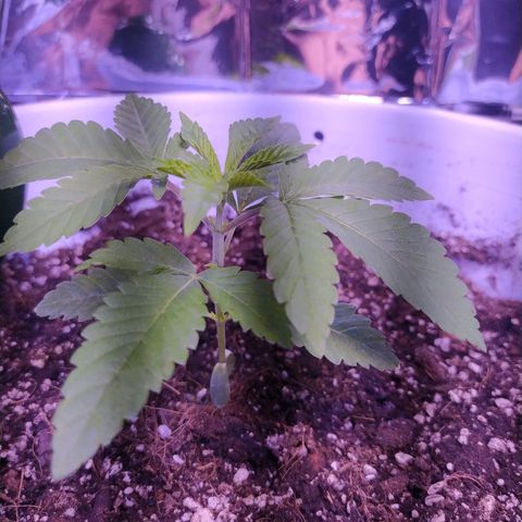 Wedding Cake 🍰 growlog timeline photo