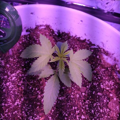 Wedding Cake 🍰 growlog timeline photo