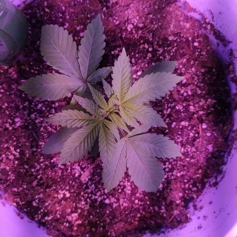 Wedding Cake 🍰 growlog photo: Indoor