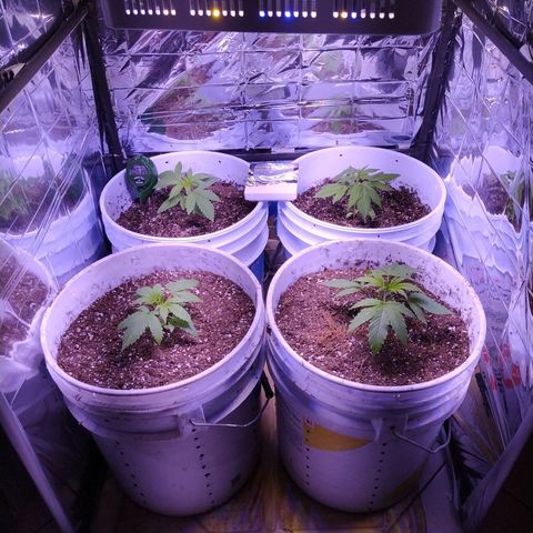 Wedding Cake 🍰 growlog photo: Indoor