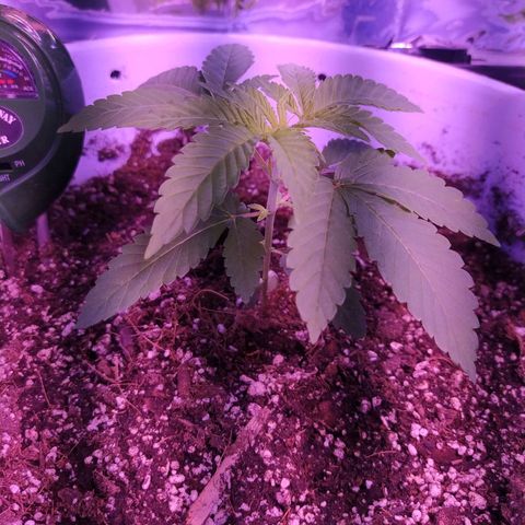 Wedding Cake 🍰 growlog photo: Indoor