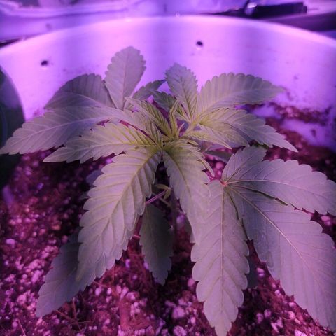 Wedding Cake 🍰 growlog photo: Indoor