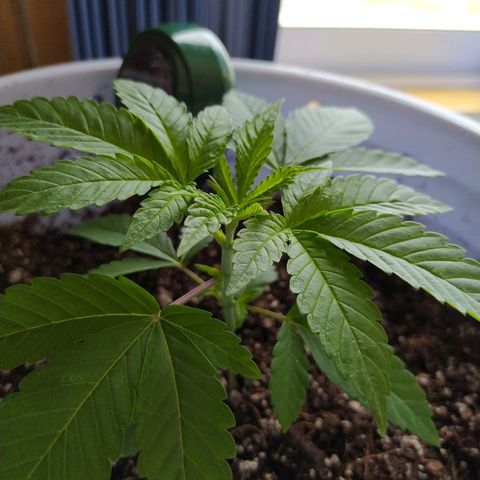 Wedding Cake 🍰 growlog timeline photo