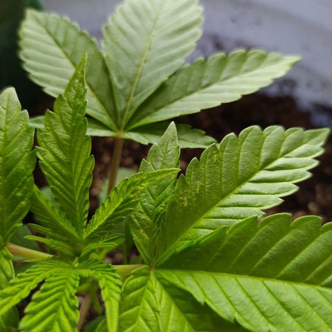 Wedding Cake 🍰 growlog timeline photo