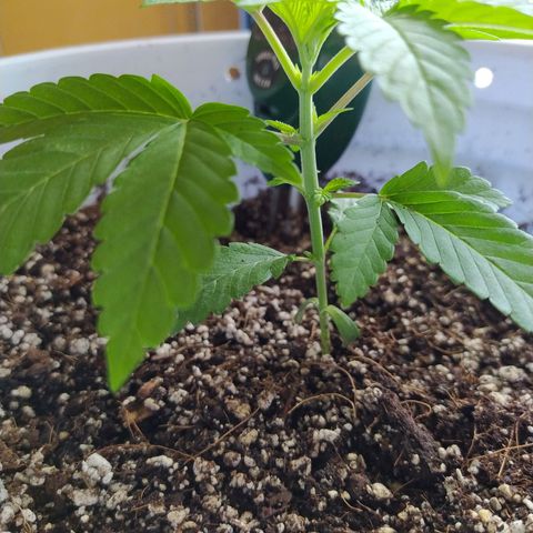 Wedding Cake 🍰 growlog timeline photo