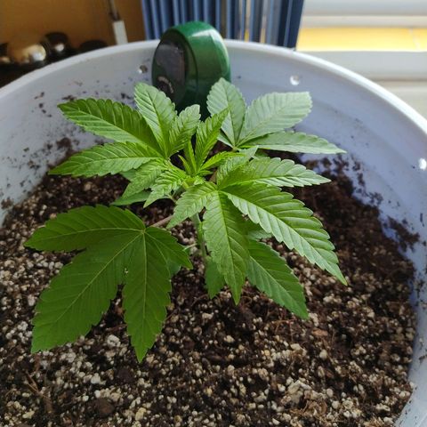 Wedding Cake 🍰 growlog timeline photo