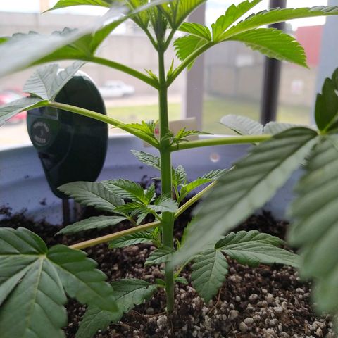 Wedding Cake 🍰 growlog timeline photo